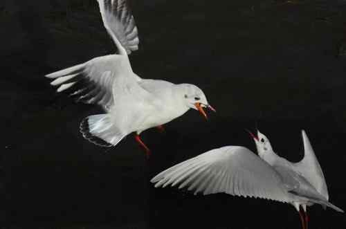 昆明翠湖公园  人鸟和谐