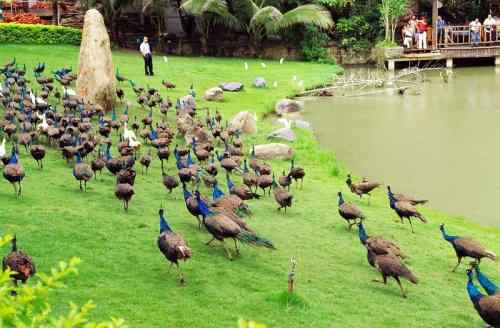 西双版纳森林公园孔雀放飞