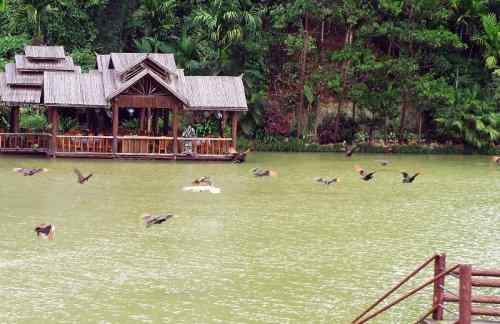 西双版纳森林公园孔雀放飞