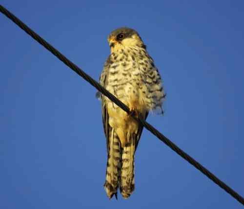 阿穆尔隼站在电线上