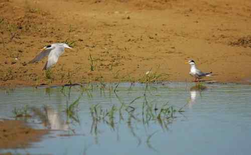 观鸟－－白额燕鸥