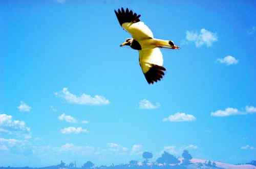 观鸟－－灰头麦鸡