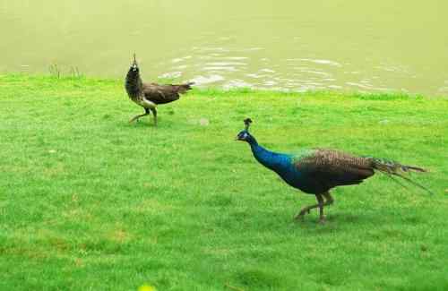 西双版纳森林公园孔雀放飞