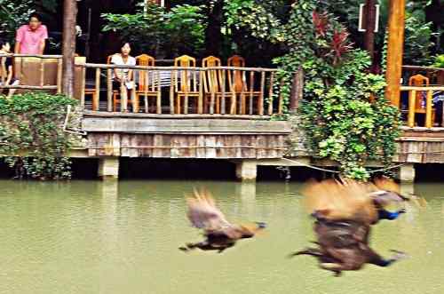 西双版纳森林公园孔雀放飞