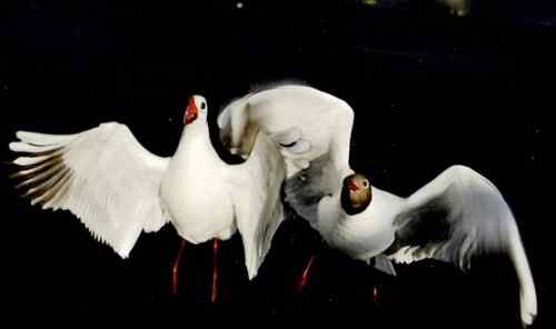 昆明翠湖公园  人鸟和谐