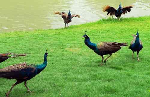 西双版纳森林公园孔雀放飞