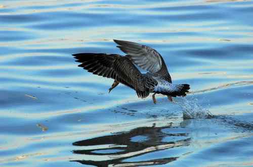 海鸥在忙着捕鱼