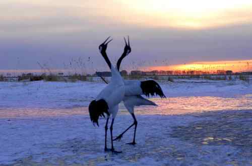 扎龙拍丹顶鹤——黄昏夕阳下高歌