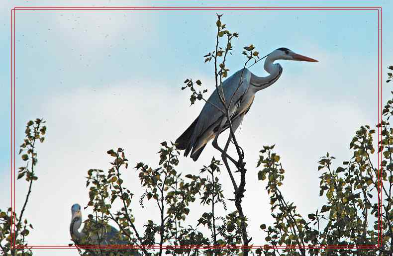 黑龙江省有座鹭鸶岛