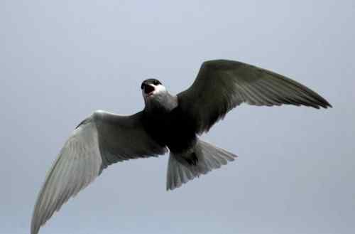 观鸟－－须浮鸥