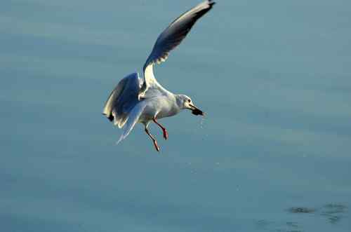 海鸥在忙着捕鱼