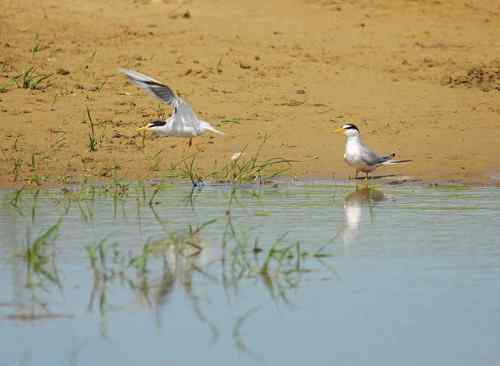 观鸟－－白额燕鸥