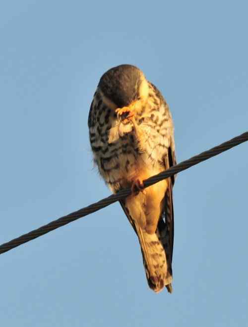 阿穆尔隼站在电线上