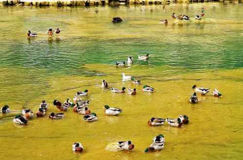 瀑布之下——春江水暖何止鸭先知