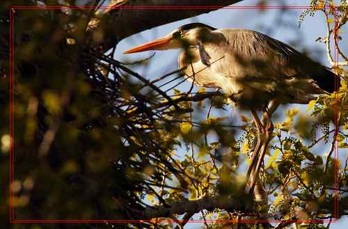 黑龙江省有座鹭鸶岛