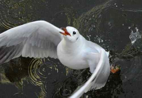 昆明翠湖公园  人鸟和谐