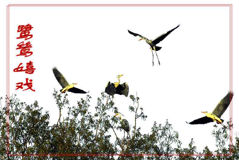 黑龙江省有座鹭鸶岛