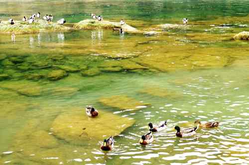 瀑布之下——春江水暖何止鸭先知