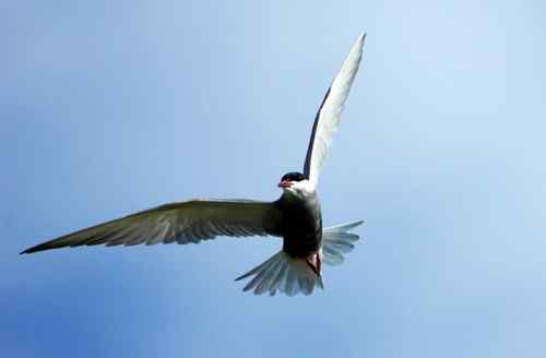 观鸟－－须浮鸥