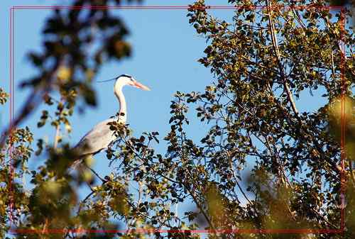 黑龙江省有座鹭鸶岛