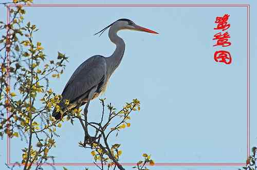 黑龙江省有座鹭鸶岛