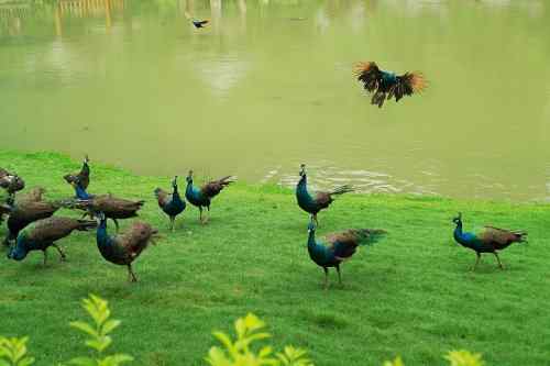 西双版纳森林公园孔雀放飞