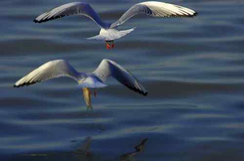 海鸥在忙着捕鱼