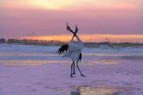 扎龙拍丹顶鹤——黄昏夕阳下高歌