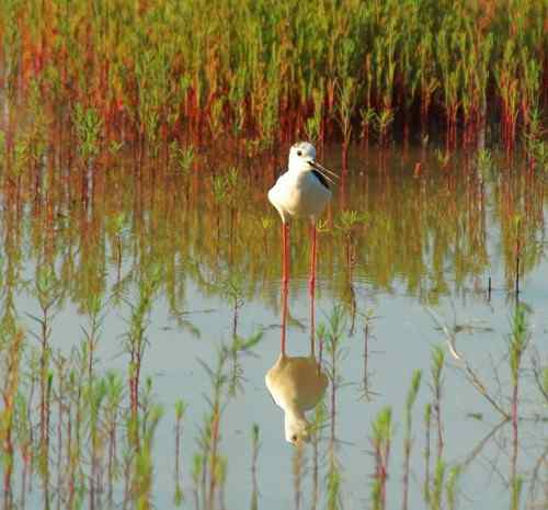 观鸟－－黑翅长腿鹬