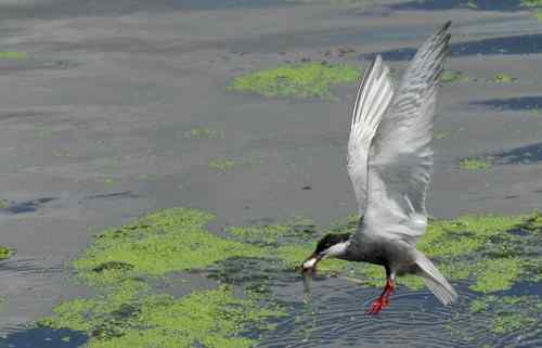 观鸟－－须浮鸥