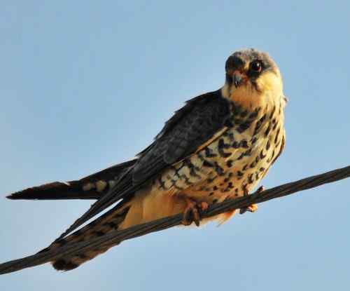 阿穆尔隼站在电线上