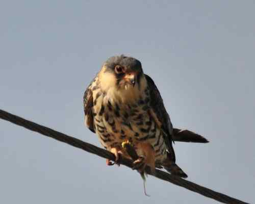 阿穆尔隼站在电线上