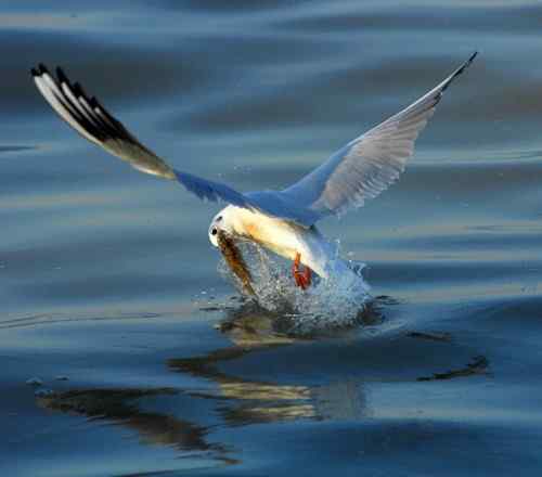 海鸥在忙着捕鱼