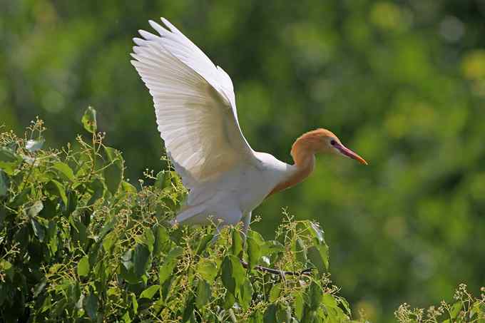 宁波大学拍鸟记