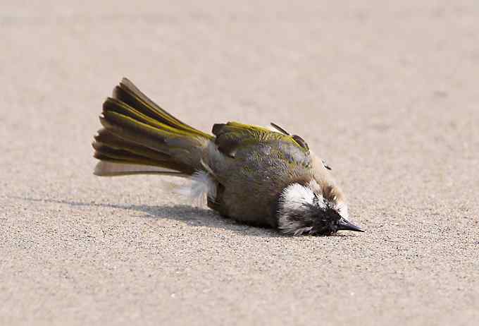 两只小鸟上演“马路凶杀案”