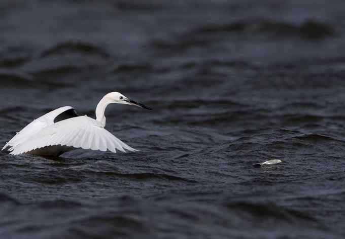 何以消暑？送白鹭