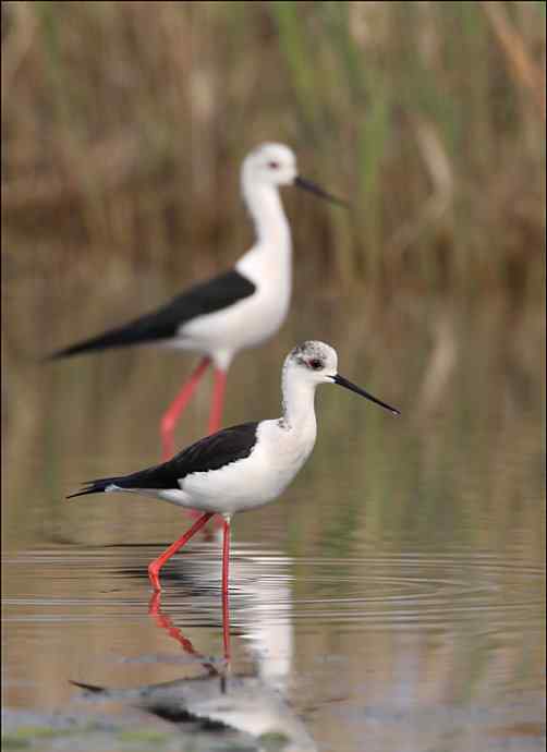鸟越来越难拍了