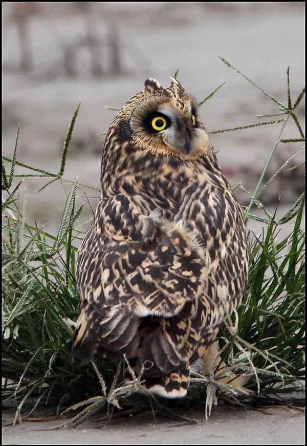 短耳鸮（short earedowl）
