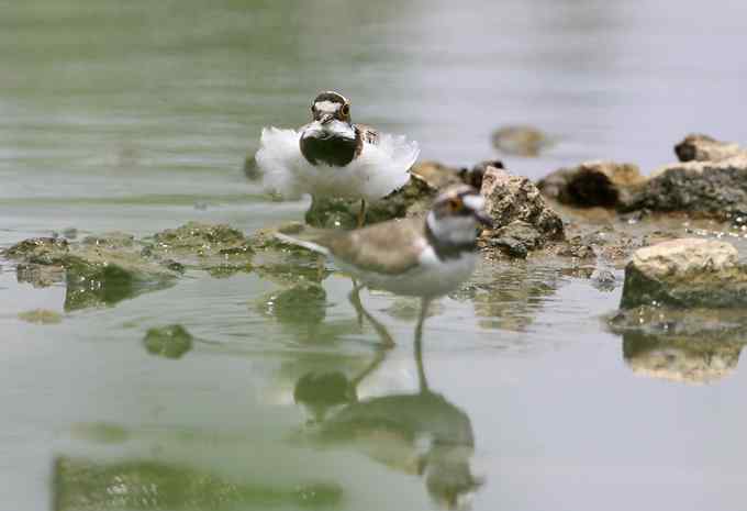 黄苇鳽飞过芦苇荡
