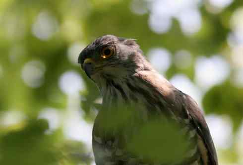 死死地瞪着我的凤头鹰，狭路相逢！