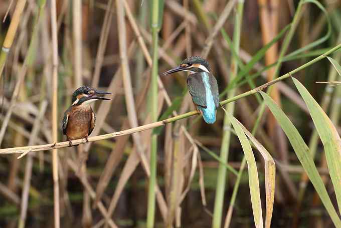 小小翠鸟,哥俩好,真可爱