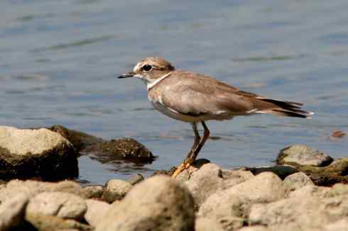 鸟人大山雀的“风采”