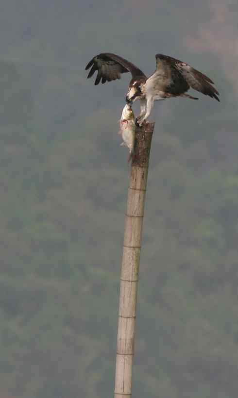 鹗的美餐与“不倒翁”