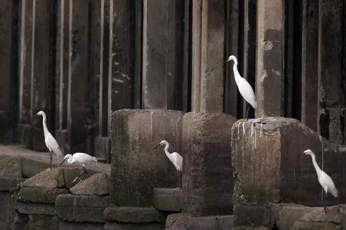 绿鹭,专心致志的渔夫 绿鹭,专心致志的渔夫