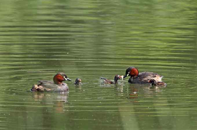小鸊鷉一家的幸福生活
