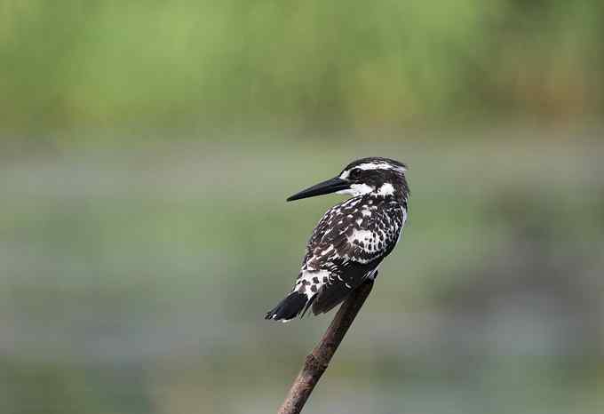 摄影师大山雀痛快拍斑鱼狗