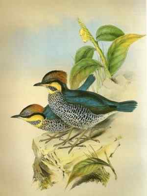 三种八色鸫：蓝翅八色鸫、蓝八色鸫、仙八色鸫