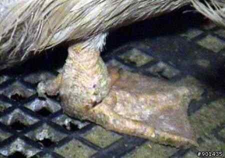 法国鹅肝 极度残忍