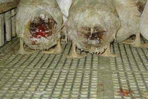 法国鹅肝 极度残忍