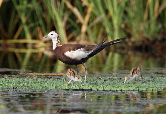 水雉 水凤凰的故事